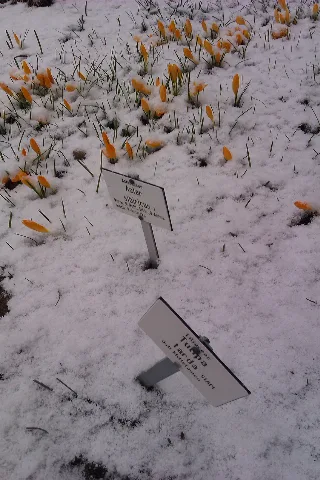 Eurybia Sibirica Im Schnee Im Botanischen Garten Jena Imag5298