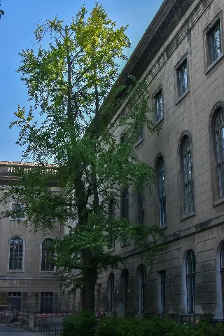 Fächerblattbäume Bei Der Humboldt Universität