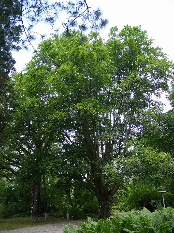Fagus Orientalis Dkrb(1)