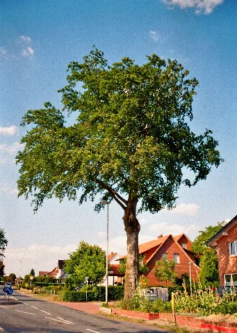 Fagus Sylvatica Bockraden 5