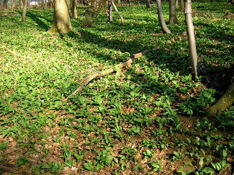 Falk Oberdorf Baerlauch1