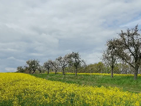 Feld Obstbäume Burkau 2020 04 25