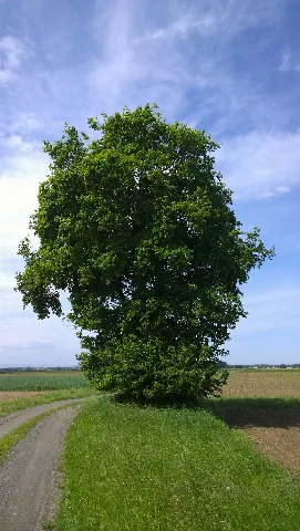 Feldahorn Dedenitz