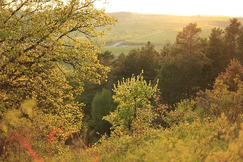Feldahorn Vor Kiefernwald Im Naturschutzgebiet Gültlinger Und Holzbronner Heiden