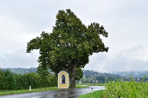Feldkirchen Naturdenkmal Nd319 Winterlinde (Tilia Cordata) Bei Der Herz Jesu Kapelle