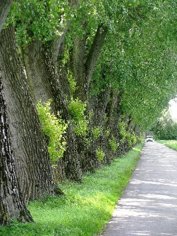 Feldmoching Pappelallee Go 2