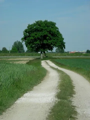 Feldweg Bei Unterspann Geo.hlipp.de 25409
