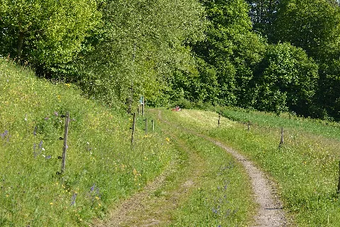 Feldweg Beim Naturschutzgebiet Aabereich Mellingen