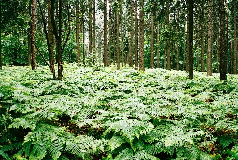Fern Grove