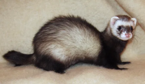 Ferret 2008