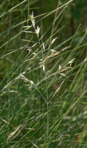 Festuca Brevipila 1