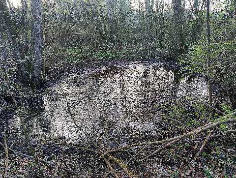 Feuchtgebiet In Der Talaue Des Allmersbaches
