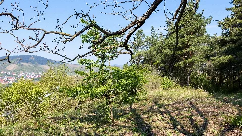 Ffh Gebiet Maintalhänge Zwischen Gambach Und Veitshöchheim Oberhalb Der B27 , Links Erlabrunn , Das Gebiet Hat Einen Hohen Artenreichtum An Orchideen 1