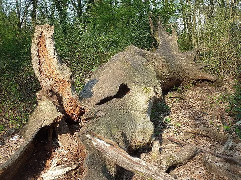 Ffm Schwanheim Eichen Totholz 02