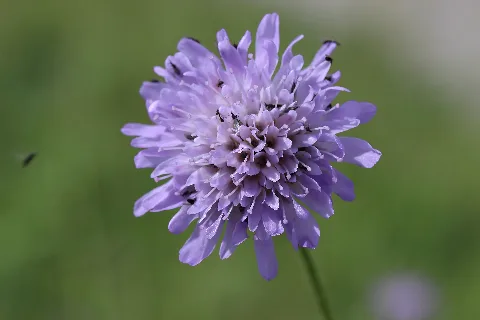 Field Scabious Knautia Arvensis (12766894003)