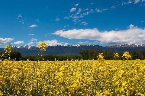 Fields Of Yellow Panoramio