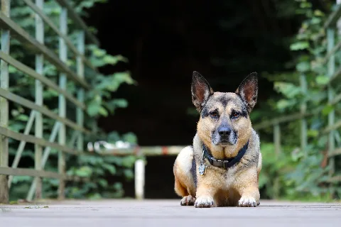 Filou (164939917)