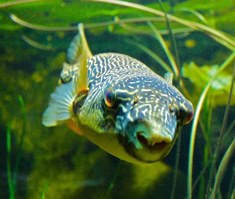 Fisch (9331258966)