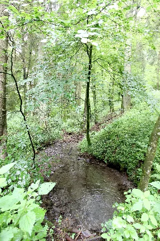 Fischbach Oberraden (Eifel); Bachlauf Finstergraben A