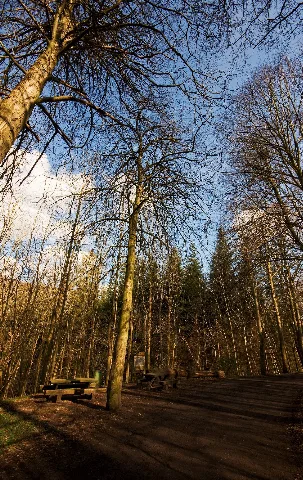 Flickr Laenulfean Forest View