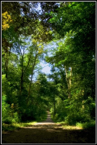 Flickr Laenulfean Forest Way