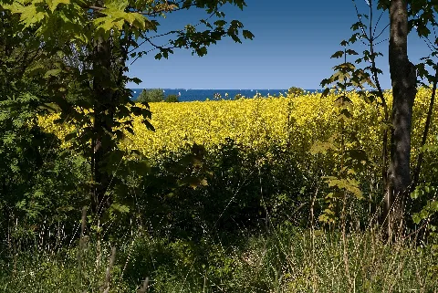 Flickr Laenulfean Rural Idyll