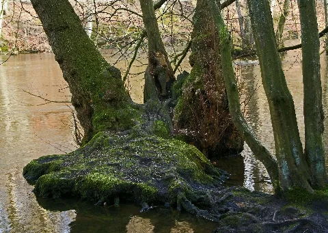 Flickr Laenulfean Trees At The Stream