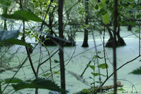 Fließwiese Ruhleben 1