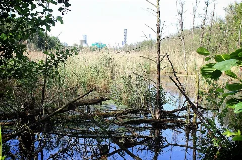 Fließwiese Ruhleben Naturschutz- und Natura-2000-Gebiet Fließwiese Ruhleben Bruchwald aus Schwarz-Erlen und Gemeinen Eschen im Südteil der Fließwiese bei hohem Wasserstand im April 2009 Geographische Lage Hügelgebiet Murellenberge, Berlin Zuflüsse keiner; Grund- und Regenwassergespeist Abfluss bis in die 1920er Jahre Elsgraben → Havel; seither abflusslos Orte am Ufer Siedlung Ruhleben Größere Städte in der Nähe Berlin-Charlottenburg, Berlin-Spandau Daten Koordinaten ♁52° 31′ 34″ N, 13° 14′ 10″ OKoordinaten: 52° 31′ 34″ N, 13° 14′ 10″ O Fläche 11,8 ha Länge rund 1000 m (gesamtes Naturschutzgebiet) Breite rund 200 m (gesamtes Naturschutzgebiet) Maximale Tiefe rund 1 m Besonderheiten Verlandungsmoor, seit 1959 als Berliner Naturschutzgebiet Nr. 05 gelistet Lage der Fließwiese bei den Murellenbergen und am Olympiagelände Die Fließwiese Ruhleben ist ein Verlandungsmoor in der Berliner Ortslage Ruhleben im Ortsteil Westend im Bezirk Charlottenburg-Wilmersdorf nordwestlich des Olympiaparks Berlin und der Waldbühne. Das 11,8 Hektar umfassende Feuchtgebiet ist seit 1959 als Naturschutzgebiet ausgewiesen, ferner Schutzgebiet der europäischen Fauna-Flora-Habitat-Richtlinie und Bestandteil des länderübergreifenden Schutzgebietssystems Natura 2000. Es ist ein Teil der Stauch- und Endmoränenlandschaft der Murellenberge im Nordband des Teltowplateaus und der nördliche Ausläufer des Trockentals Murellenschlucht. Den ehemaligen See prägt ein Bestand an seltenen Wasserpflanzen, ein Schwarzerlenbiotop und der Amphibienreichtum, darunter insbesondere des streng geschützten Kammmolchs, der der Fließwiese die Meldung als Natura 2000-Gebiet einbrachte. Aufgrund erheblich schwankender Wasserstände veränderte sich die Vegetation in der torfigen Senke immer wieder stark. ( Wikipedia )