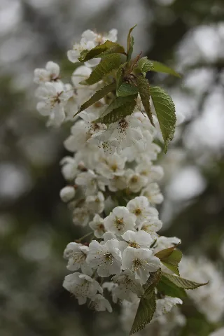 Flowering Tree (34228168272)