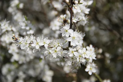 Flowering Tree Panoramio