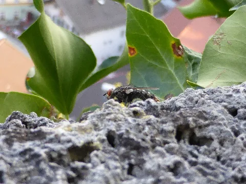 Fly On Stone