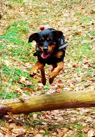 Flying Alpha Panoramio