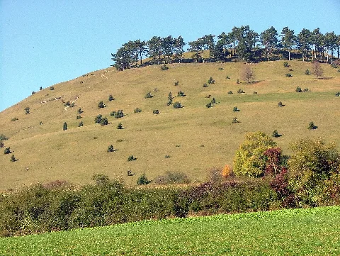 Föhren Und Wacholder Auf Dem Ipf Panoramio