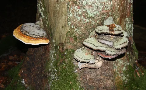 Fomitopsis Pinicola Marpingen Härtelwald 20111023 1