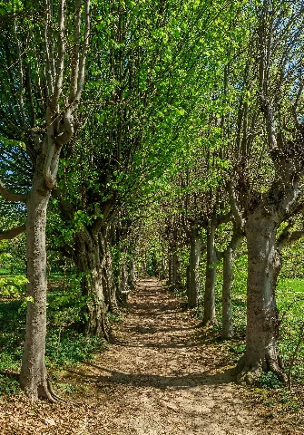 Footpath Sasbach