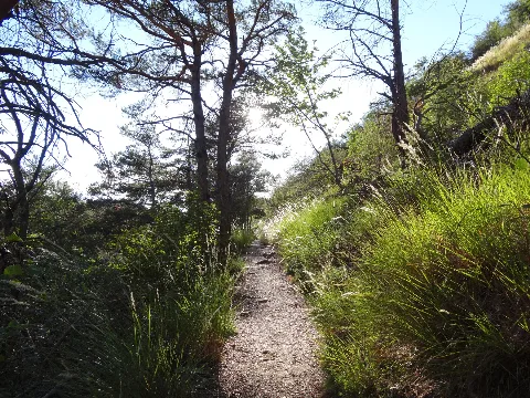 Forêt De Finges