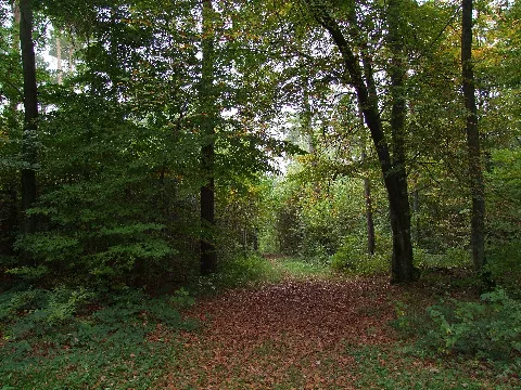 Forest Gump Panoramio