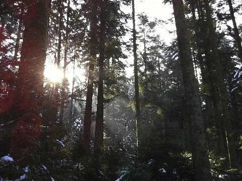 Forest Near Langenthal, Zankhölzli Panoramio (1)