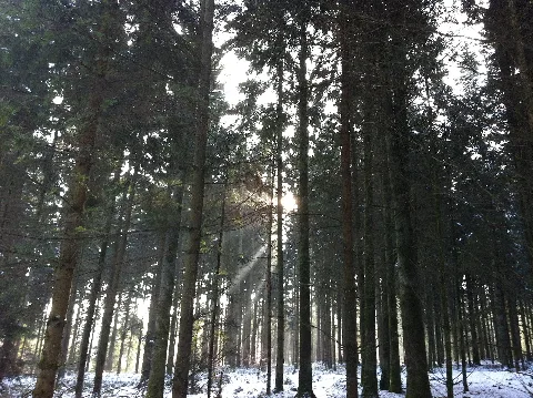 Forest Near Langenthal, Zankhölzli Panoramio