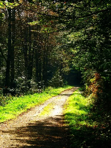 Forest Walk In Autumn Panoramio