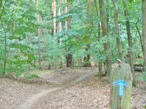 Forst Grunewald Pfadgabelung (Grunewald Forest Path Fork) Geo.hlipp.de 41375