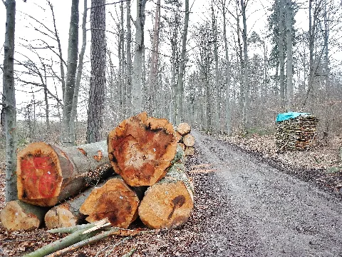 Forstweg Panoramio