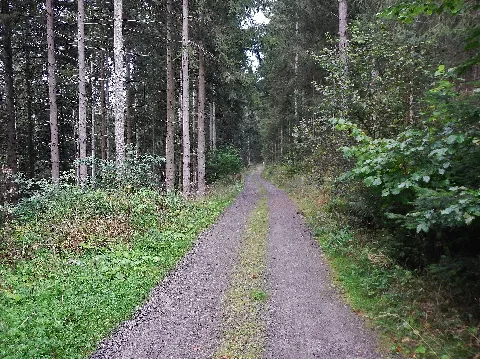 Forstweg Panoramio (8)