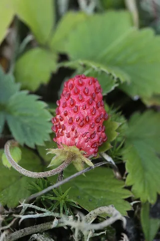 Fragaria Vesca (38550168562)