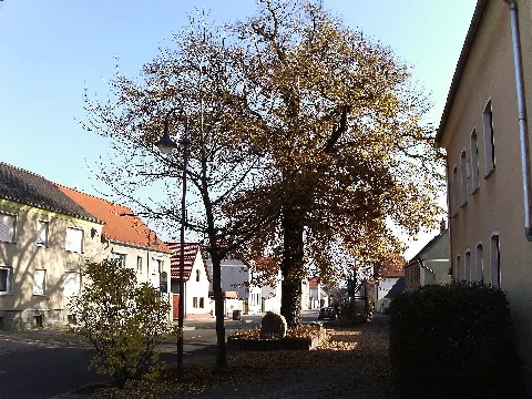 Frankenheimfriedenseiche