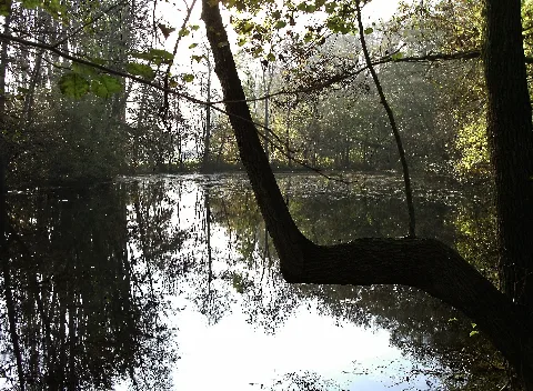 Frankenheimhopfenteich