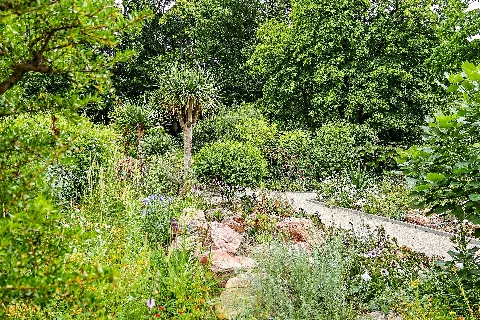 Frankfurt Am Main, Botanischer Garten, Botanische Sammlungen (Flora Of The Canary Islands)