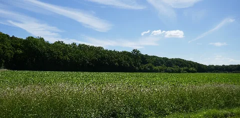 Freckenhorst Nsg Wald Östlich Freckenhorst 03