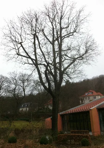 Friedenseiche Bad Suderode
